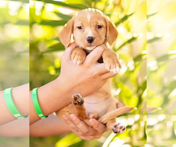 Medium Photo #3 Dachshund Puppy For Sale in Corona, CA, USA