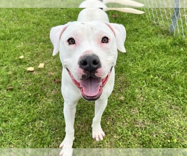Medium Photo #2 Bulldog-Unknown Mix Puppy For Sale in Tallahassee, FL, USA