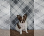 Small Photo #1 Papillon Puppy For Sale in FREDERICKSBURG, OH, USA