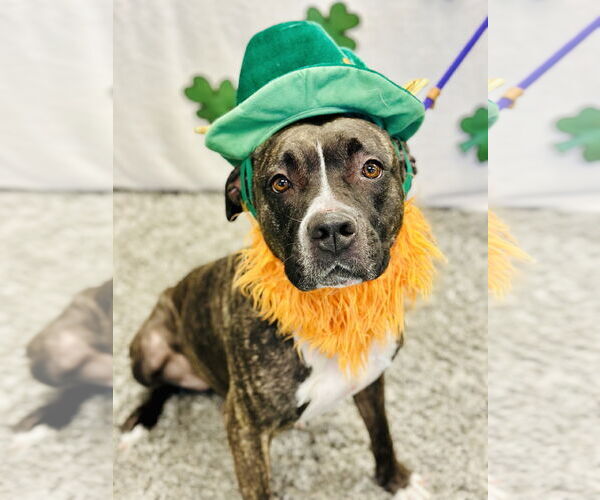 Medium Photo #4 American Pit Bull Terrier-Unknown Mix Puppy For Sale in Manahawkin, NJ, USA