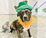 Small #3 American Pit Bull Terrier Mix