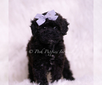 Small Photo #63 Poodle (Toy) Puppy For Sale in WARSAW, IN, USA