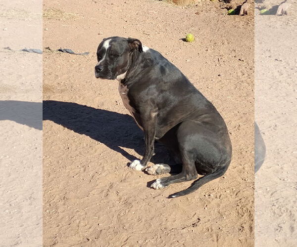Medium Photo #5 Labrador Retriever-Unknown Mix Puppy For Sale in Chandler, AZ, USA