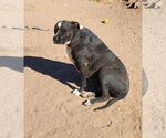 Small #4 Labrador Retriever Mix