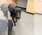 Small Labrador Retriever