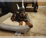 Small Photo #10 Doberman Pinscher Puppy For Sale in PALMDALE, CA, USA