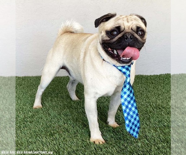 Medium Photo #3 Pug-Unknown Mix Puppy For Sale in San Diego, CA, USA