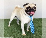 Small #2 Pug Mix
