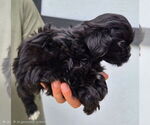 Small #6 ShihPoo