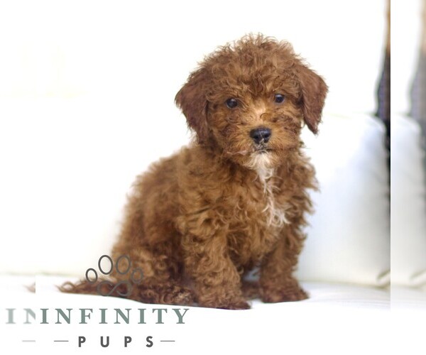 Medium Photo #3 Poodle (Toy) Puppy For Sale in LANCASTER, PA, USA