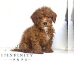 Small #2 Poodle (Toy)
