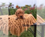 Small #2 Golden Retriever
