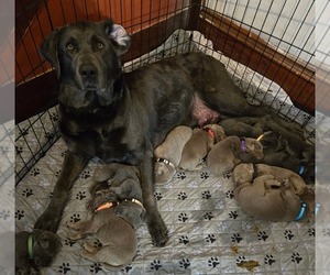 Mother of the Labrador Retriever puppies born on 03/15/2025