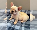 Image preview for Ad Listing. Nickname: Lexi