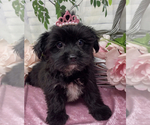 Small #6 Shorkie Tzu