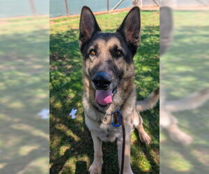 German Shepherd Dog Dogs for adoption in Ventura, CA, USA
