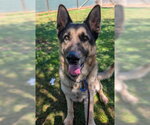Rian - Male German Shepherd Dog Dog for Adoption - Small photo