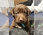 Small Photo #4 Labrador Retriever Puppy For Sale in LEXINGTON, NC, USA