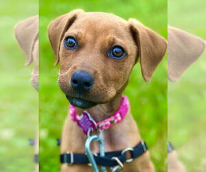 German Pinscher-Unknown Mix Dogs for adoption in West Cornwall, CT, USA