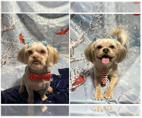 Medium Photo #1 Shih Tzu-Unknown Mix Puppy For Sale in Williamsburg, IA, USA