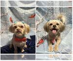 Small Shih Tzu Mix