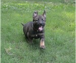 Puppy Puppy 4 German Shepherd Dog