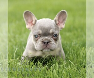 French Bulldog Puppy for sale in GORDONVILLE, PA, USA