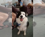 Small #1 Australian Shepherd