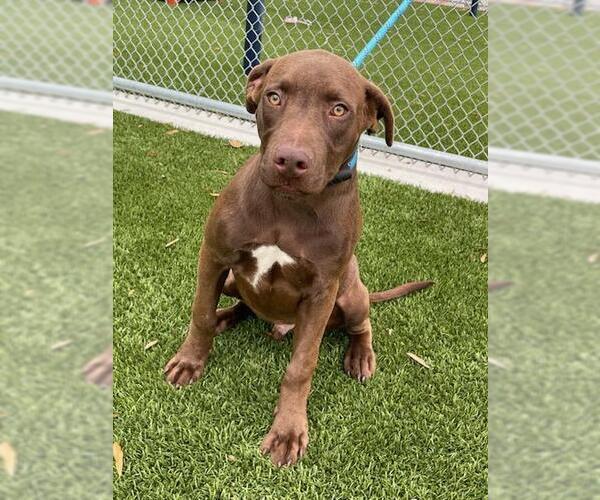 Medium Photo #1 Labrador Retriever-Unknown Mix Puppy For Sale in Baytown, TX, USA
