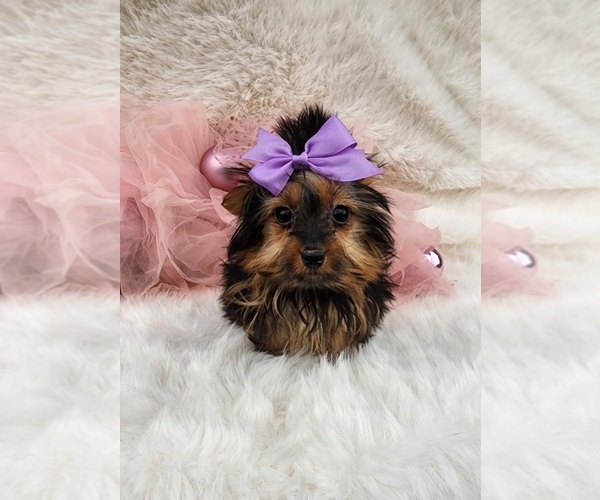 Medium Photo #4 Yorkshire Terrier Puppy For Sale in INDIANAPOLIS, IN, USA