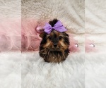Small #3 Yorkshire Terrier