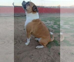 Gidget - Female Puggle Dog for Adoption - Photo #2