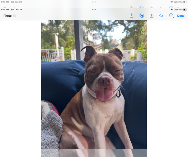 Medium Photo #6 Boston Terrier Puppy For Sale in Valrico, FL, USA