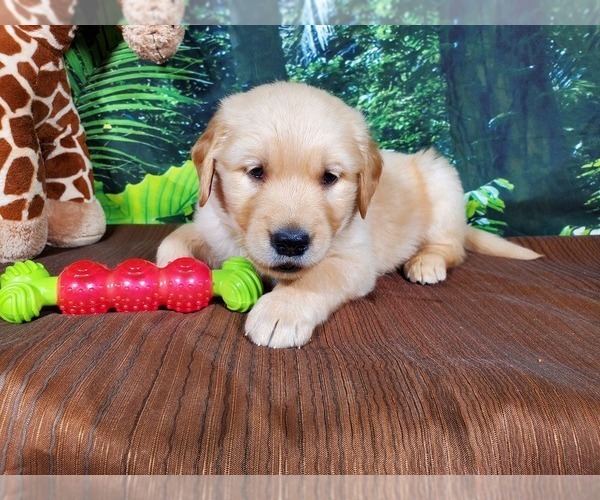 Medium Photo #3 Golden Retriever Puppy For Sale in PEYTON, CO, USA