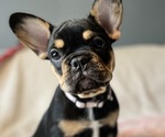 Small Photo #1 French Bulldog Puppy For Sale in WOODBRIDGE, NJ, USA