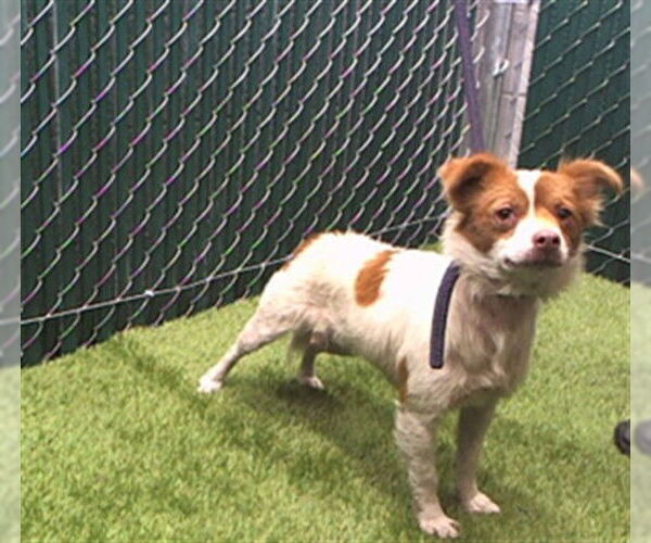 Medium Photo #1 Mutt Puppy For Sale in Downey, CA, USA