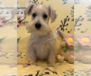 Schnauzer (Miniature) Puppy for sale in PUNTA GORDA, FL, USA