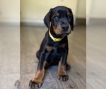 Small #12 Doberman Pinscher