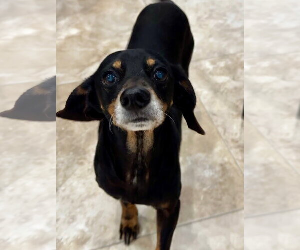 Medium Photo #1 Dachshund-Unknown Mix Puppy For Sale in Hilton Head, SC, USA