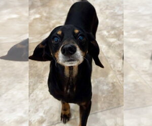 Dachshund-Unknown Mix Dogs for adoption in Hilton Head, SC, USA