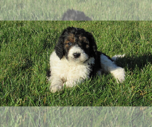 Medium Photo #5 Bernedoodle Puppy For Sale in BIG ROCK, IL, USA