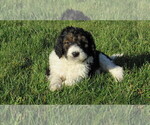 Small #4 Bernedoodle