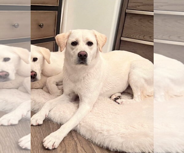 Medium Photo #4 Labrador Retriever Puppy For Sale in Agoura Hills, CA, USA