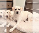 Small Photo #4 Labrador Retriever Puppy For Sale in Agoura Hills, CA, USA