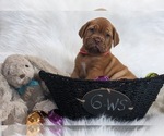 Small Photo #1 Dogue de Bordeaux Puppy For Sale in FOWLERVILLE, MI, USA