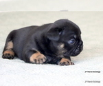 Small Photo #7 French Bulldog Puppy For Sale in WINNSBORO, TX, USA