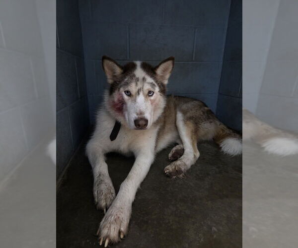 Medium Photo #3 Siberian Husky Puppy For Sale in Evansville, IN, USA