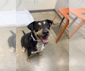 Mutt Dogs for adoption in Waterford, VA, USA