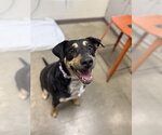 Small Mutt
