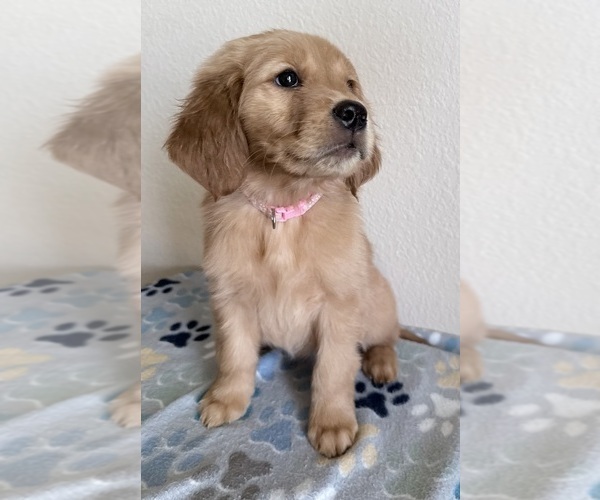 Medium Photo #2 Golden Retriever Puppy For Sale in PORTALES, NM, USA